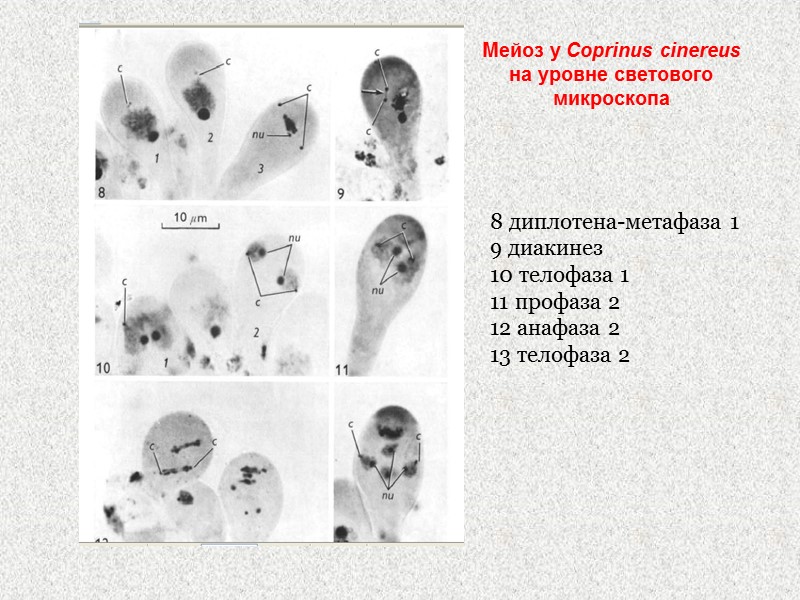 Мейоз у Coprinus cinereus на уровне светового микроскопа 8 диплотена-метафаза 1 9 диакинез 10